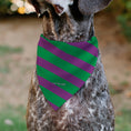 Load image into Gallery viewer, Pet Bandana - THE JOKER Title Logo and Stripe Green/Purple
