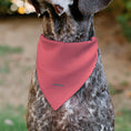 Load image into Gallery viewer, Pet Bandana - SpongeBob SquarePants Patrick Star Face Close-Up Pink
