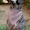 Load image into Gallery viewer, Pet Bandana - SpongeBob SquarePants Gary the Snail Face Close-Up Pink
