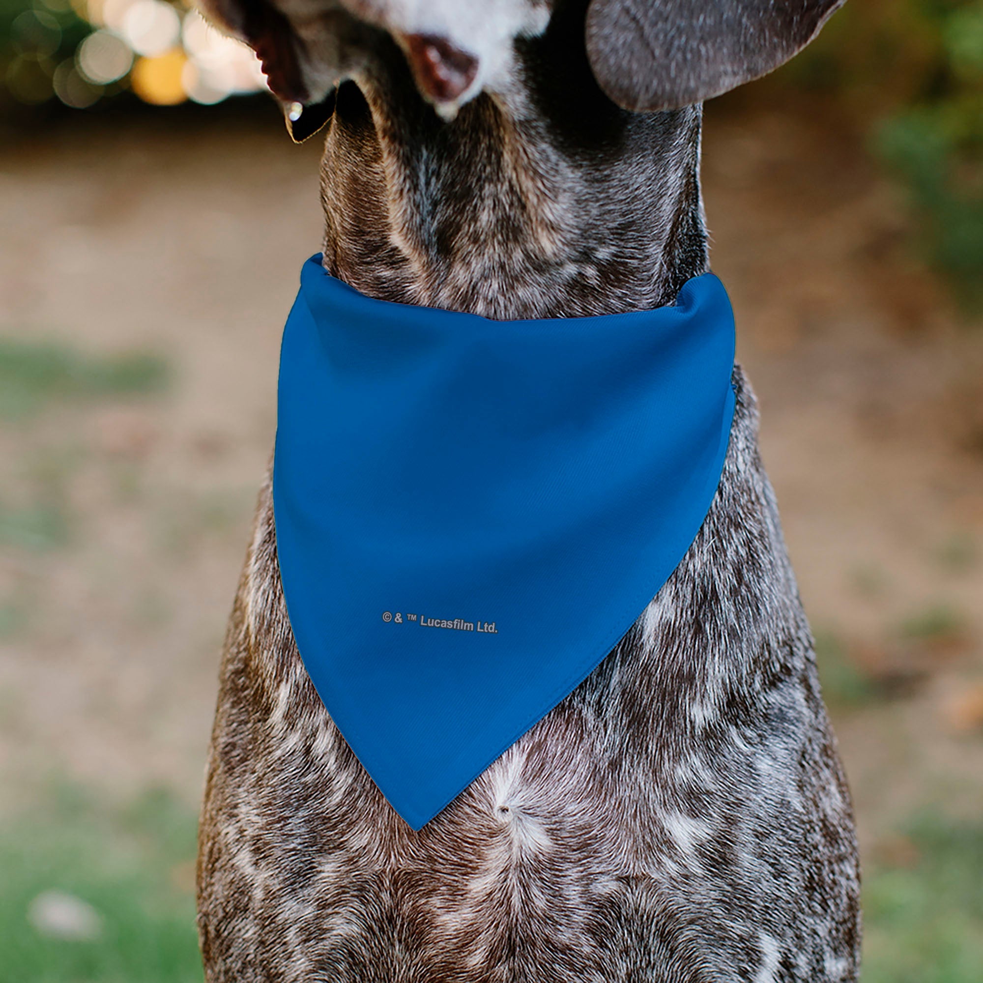 Pet Bandana - Star Wars DROID C-3PO Text and Pop Art Pose Red/Blue/White