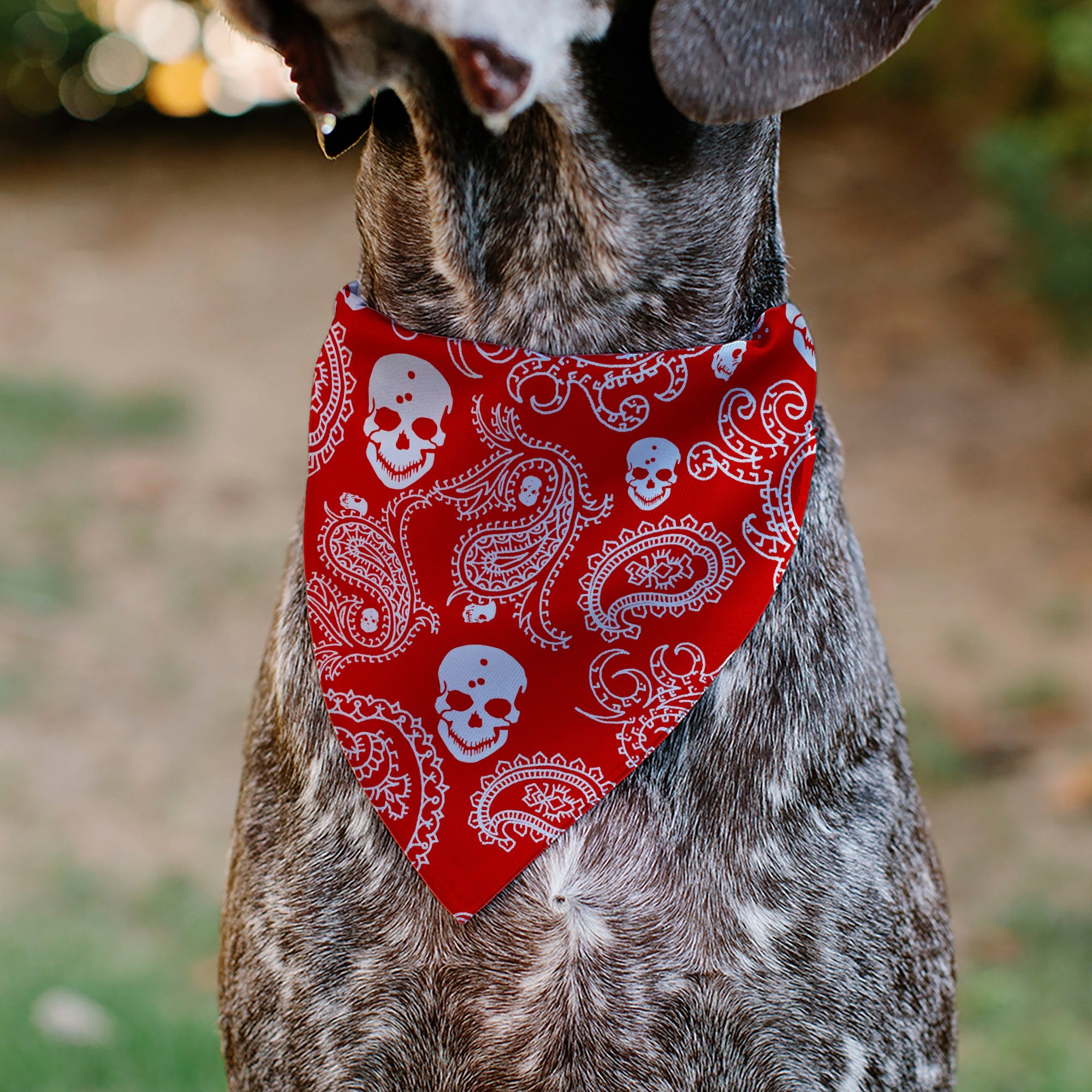Pet Bandana - Bandana/Skulls Red/White