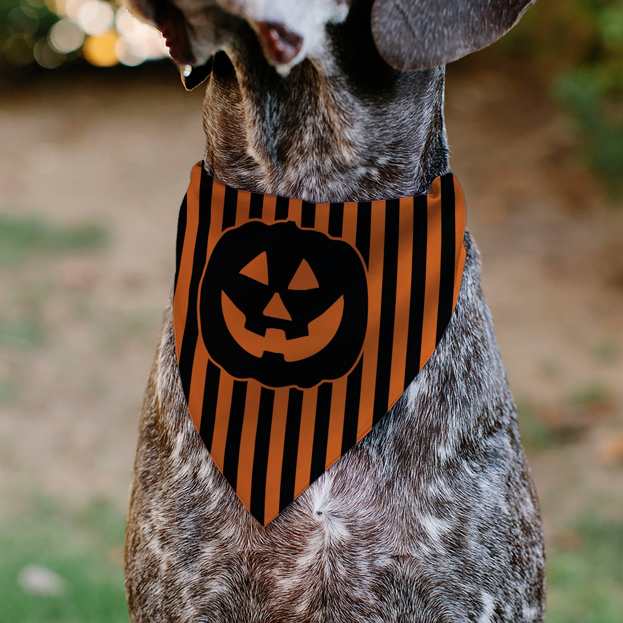 Pet Bandana - Jack-o'-Lantern Pumpkin Stripe Orange/Black