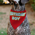 Load image into Gallery viewer, Pet Bandana - BIRTHDAY BOY Text Red/Yellow/Blue/White
