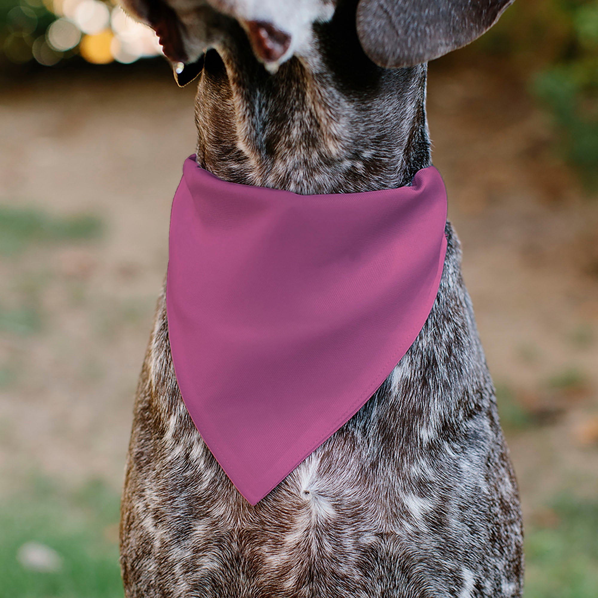 Pet Bandana - BIRTHDAY GIRL Text Pinks/White