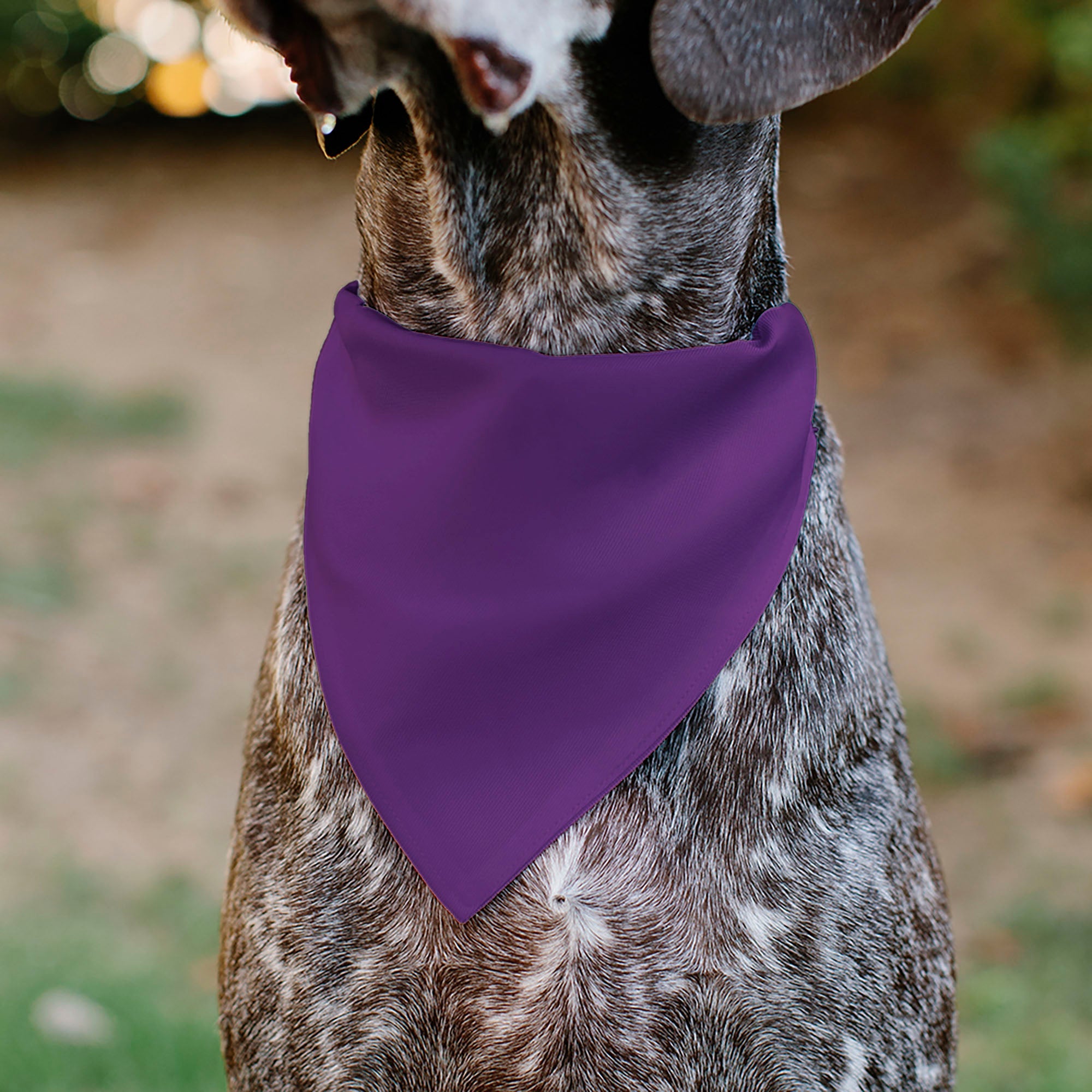 Pet Bandana - BIRTHDAY GIRL Text Purples/White