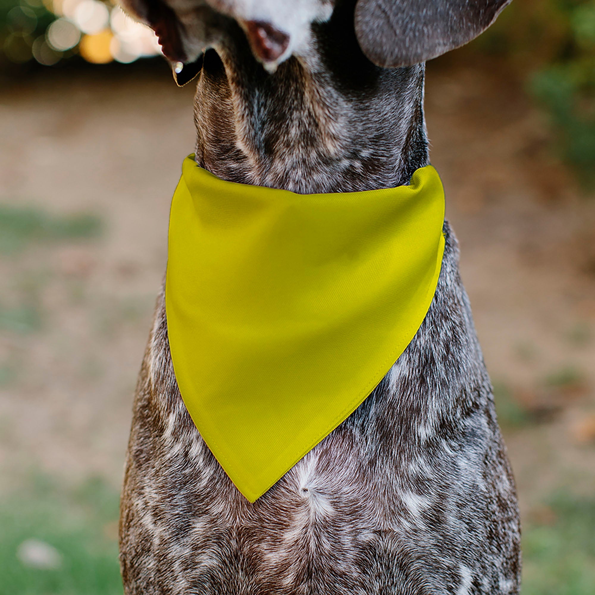 Pet Bandana - DO NOT PET Warning Yellows/Black