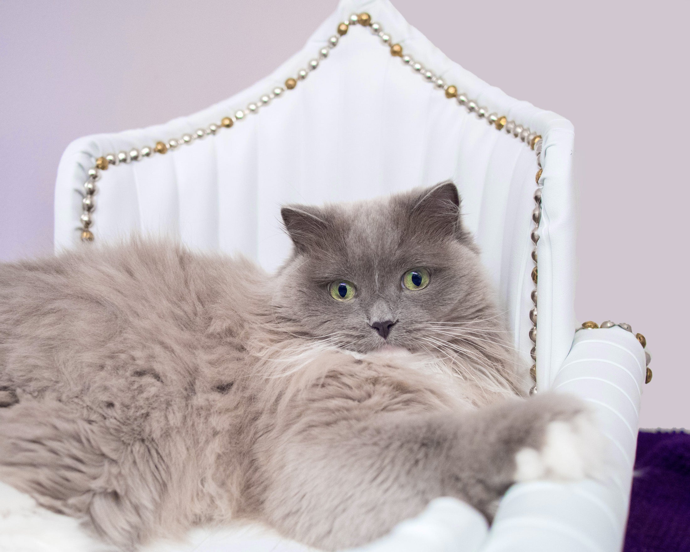 Royal Davenport Luxury Pet Bed