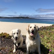 Dog Food/Water bowl - Baby Blue