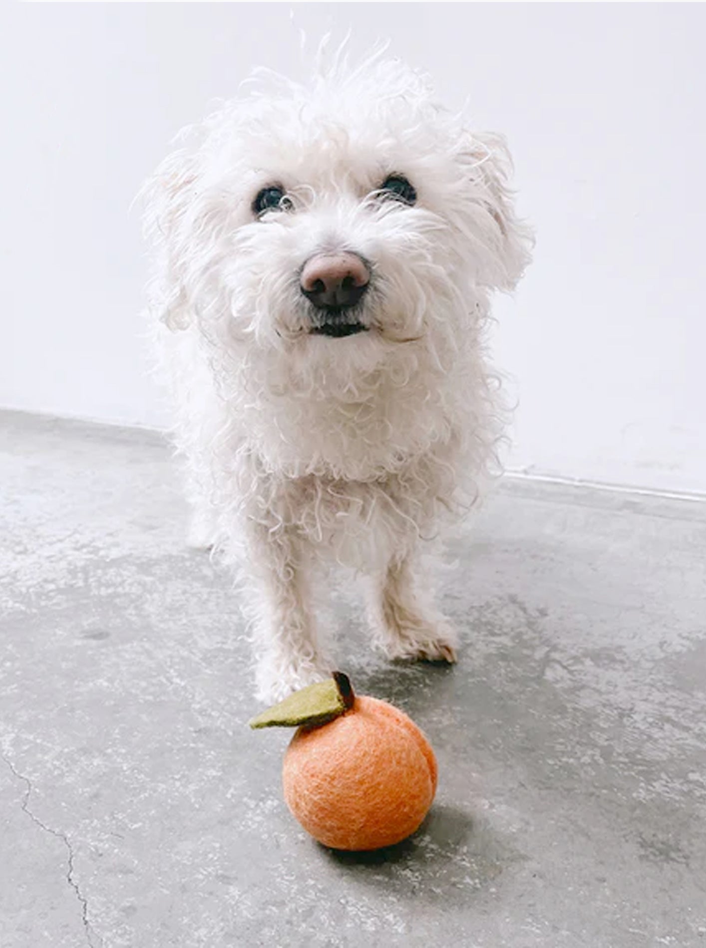 DOGGY PEACH - Southlake Paws