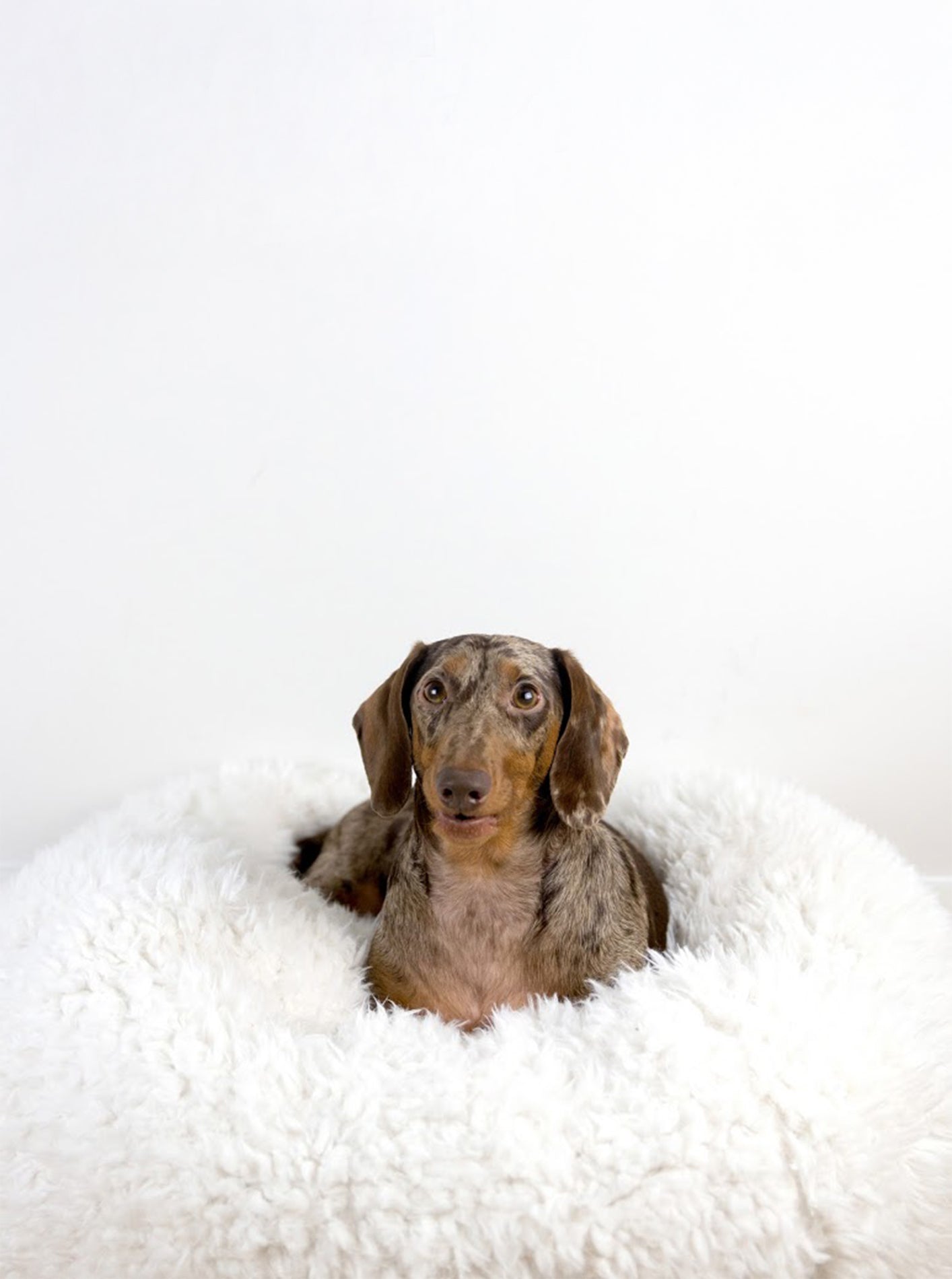 POD DOG BED - Southlake Paws