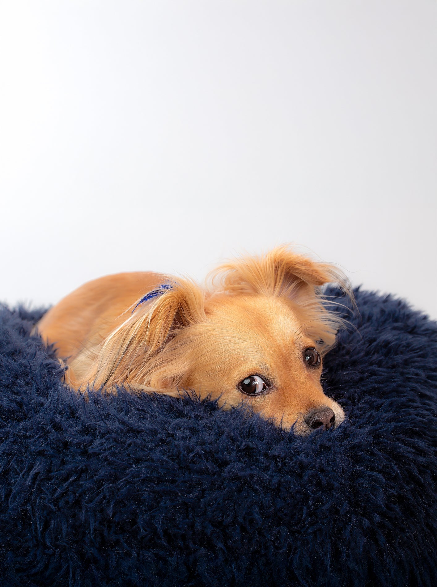 POD DOG BED - Southlake Paws