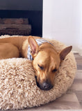 Load image into Gallery viewer, POD DOG BED - Southlake Paws
