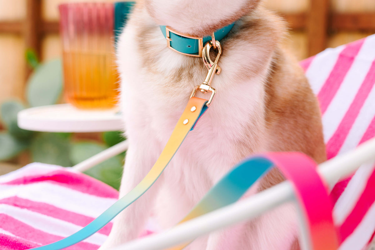 Pippa Dog Collar
