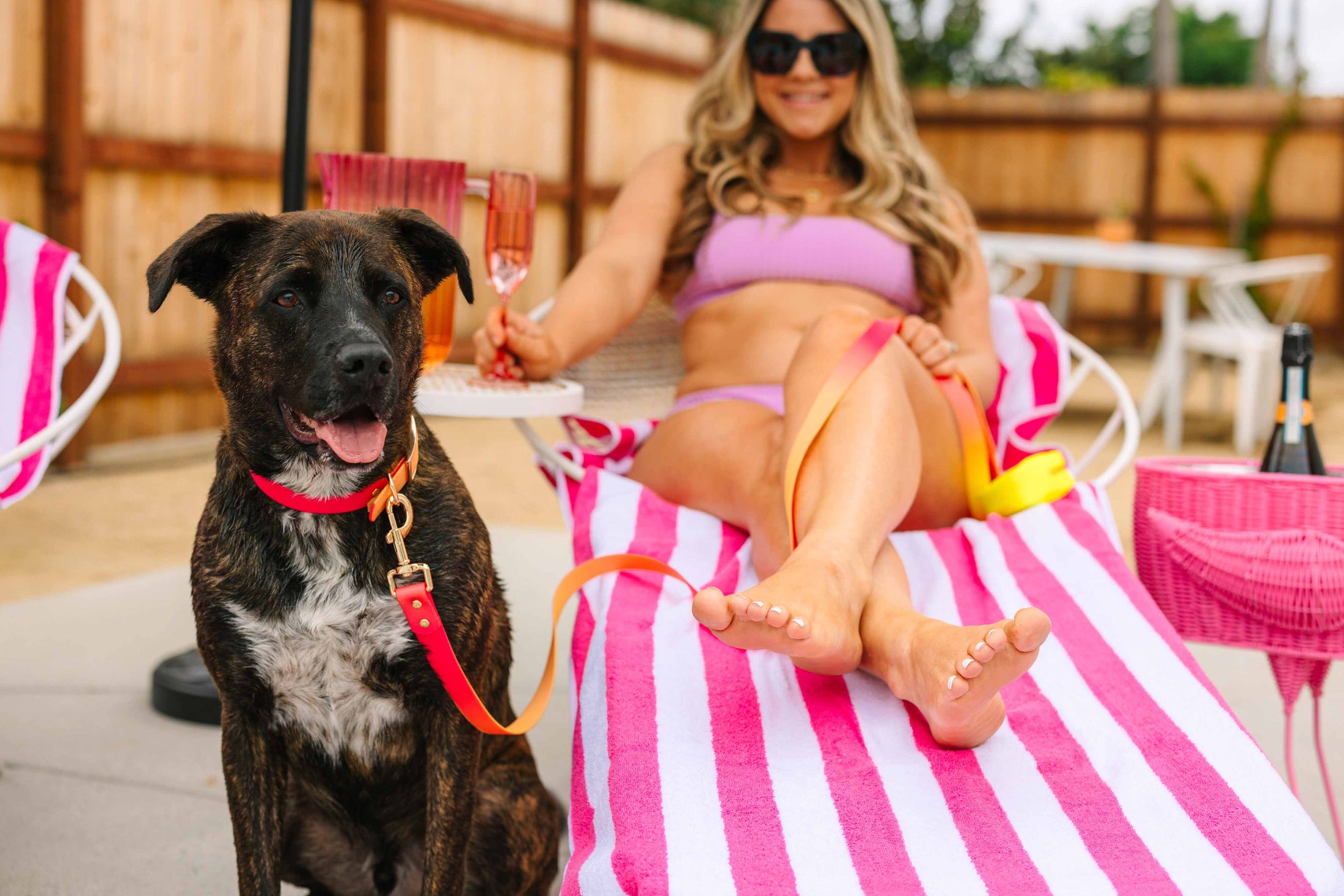 Katelin Dog Collar