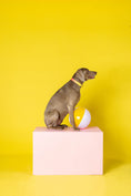 Load image into Gallery viewer, Katelin Dog Collar

