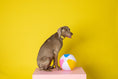 Load image into Gallery viewer, Katelin Dog Collar
