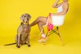 Load image into Gallery viewer, Katelin Dog Collar
