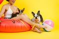Load image into Gallery viewer, Katelin All Weather Dog Leash

