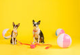 Load image into Gallery viewer, Katelin All Weather Dog Leash
