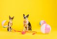 Load image into Gallery viewer, Katelin Dog Collar

