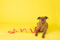 Load image into Gallery viewer, Katelin All Weather Dog Leash
