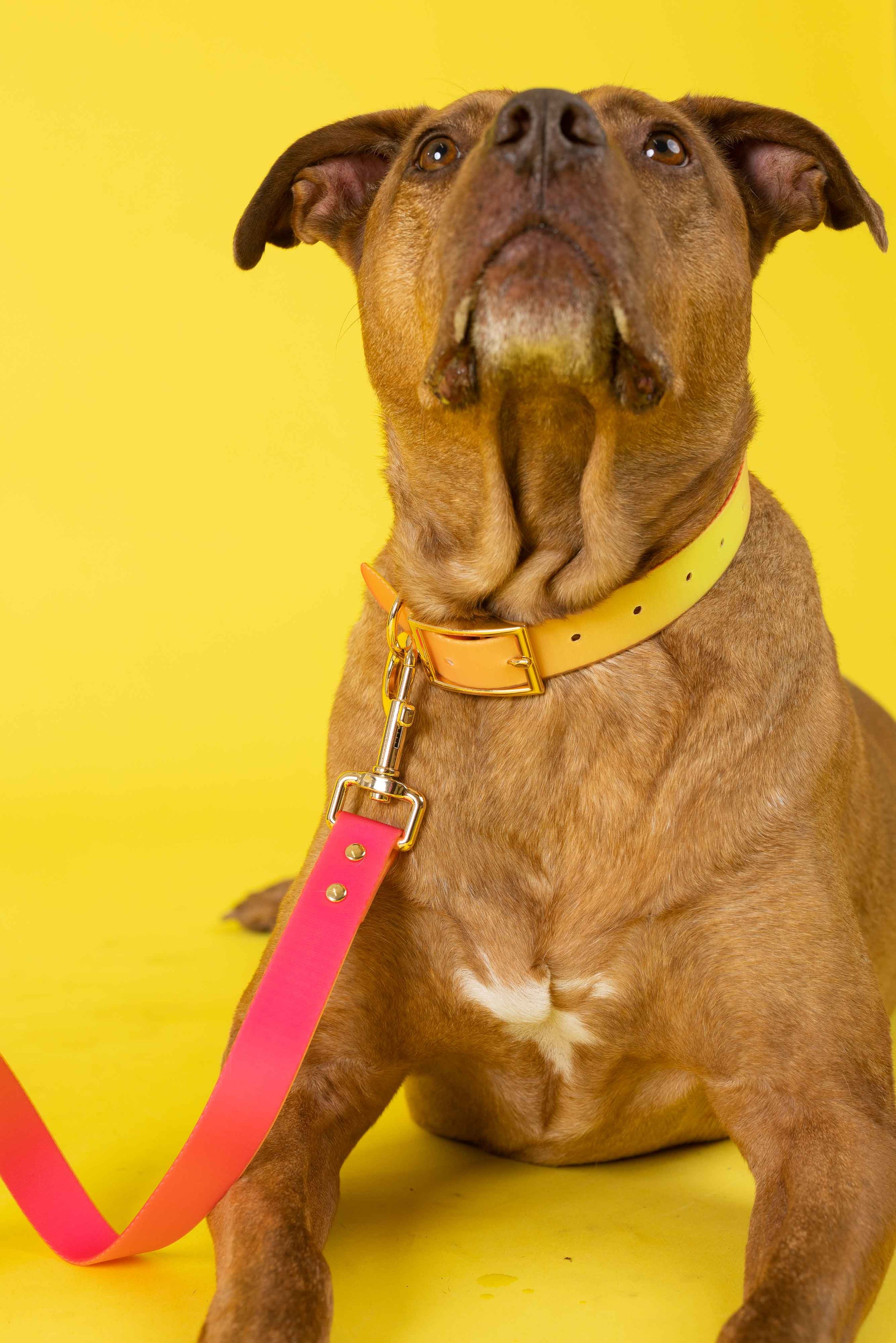 Katelin Dog Collar