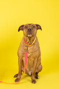 Load image into Gallery viewer, Katelin Dog Collar
