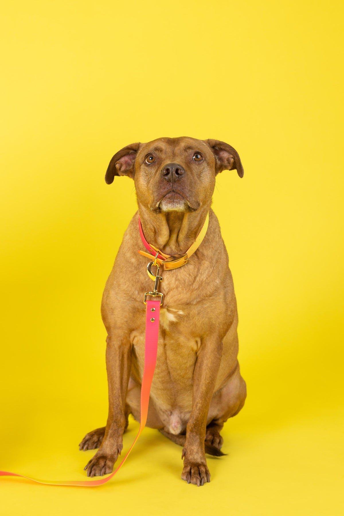 Katelin Dog Collar