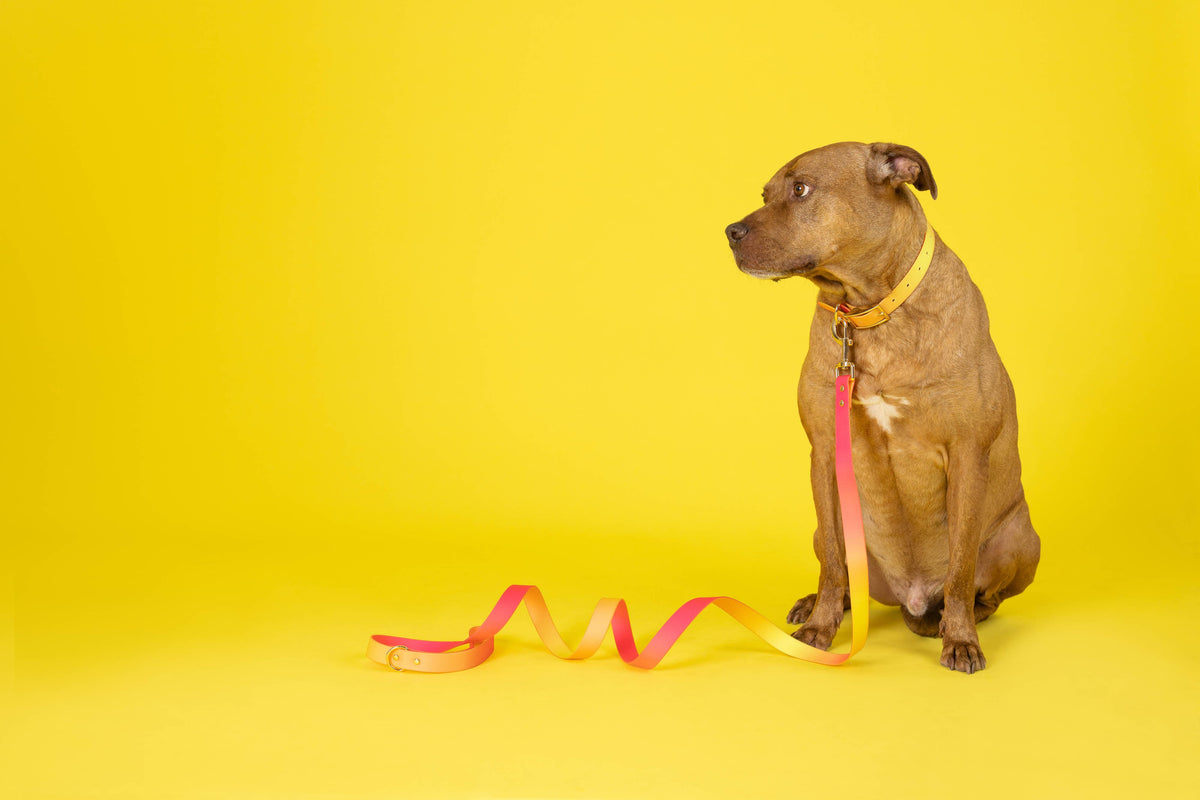 Katelin Dog Collar