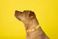 Load image into Gallery viewer, Katelin Dog Collar
