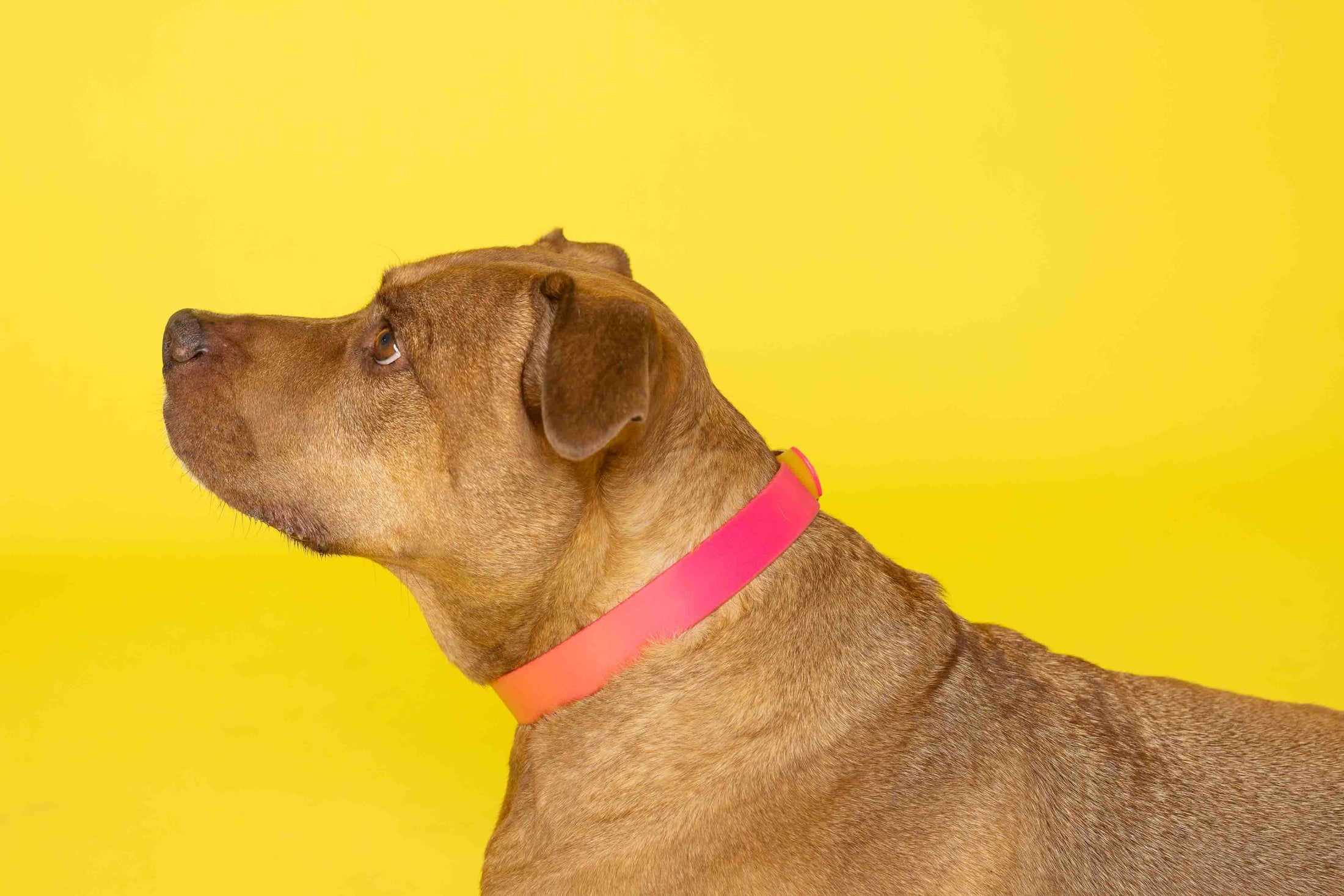 Katelin Dog Collar
