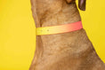 Load image into Gallery viewer, Katelin Dog Collar
