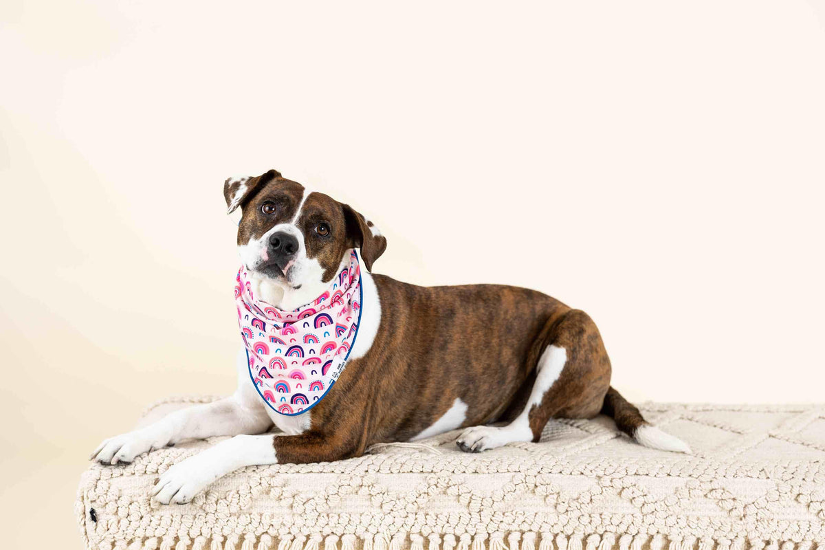 Clarke Dog Bandana