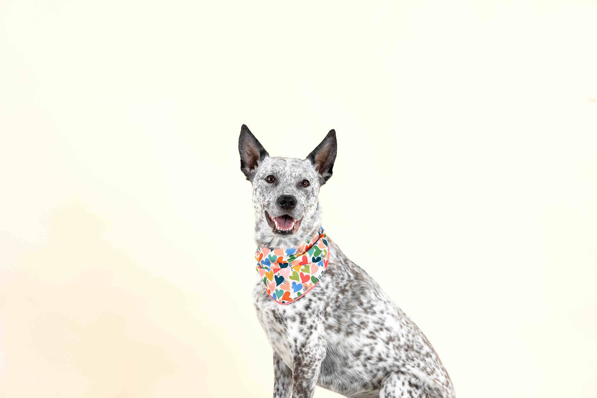 Amelia Dog Bandana