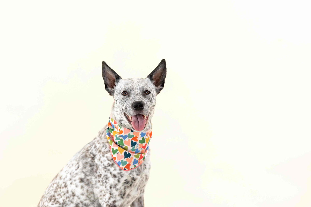 Amelia Dog Bandana