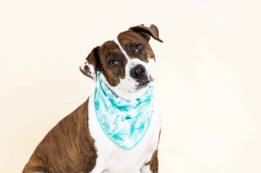 Capri Dog Bandana