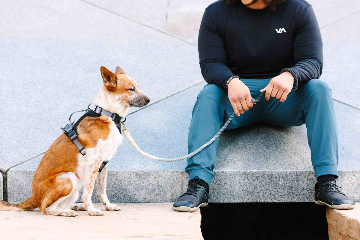 Rowan Dog Harness