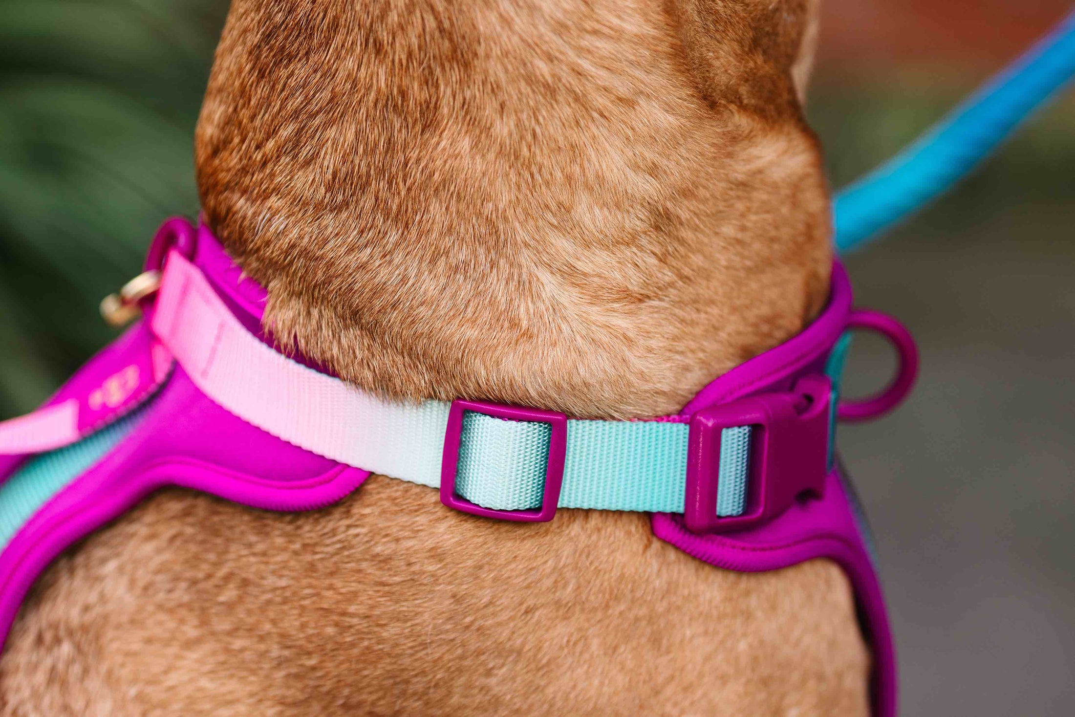 Joana Dog Harness