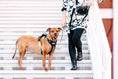Load image into Gallery viewer, Rowan Dog Harness
