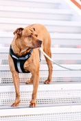 Load image into Gallery viewer, Rowan Dog Harness
