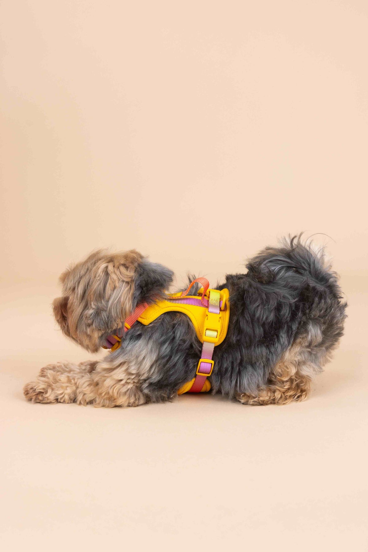 Kenna Dog Harness
