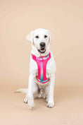 Load image into Gallery viewer, Stasia Dog Harness
