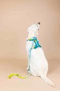 Load image into Gallery viewer, Joey Dog Harness
