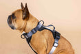 Load image into Gallery viewer, Rowan Dog Harness
