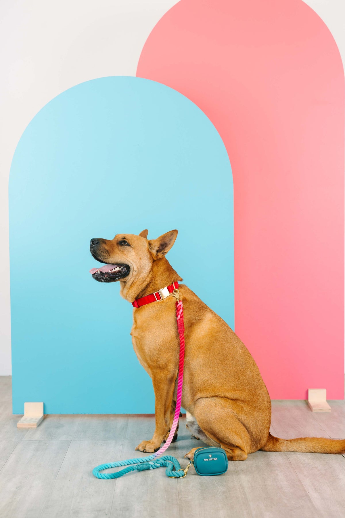 Blaze Dog Collar