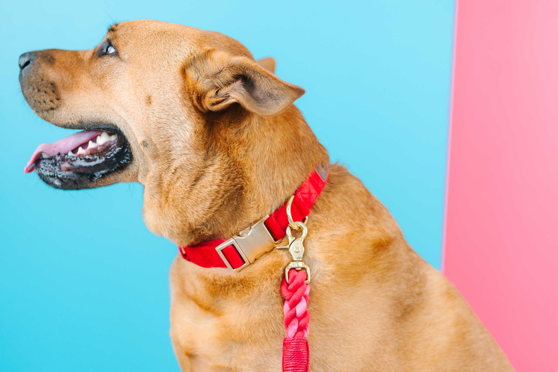 Blaze Dog Collar