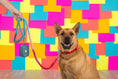 Load image into Gallery viewer, Dario Waste Bag Holder & Treat Pouch
