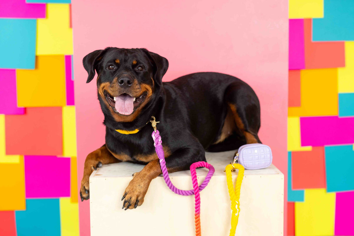 Ava Waste Bag Holder & Treat Pouch