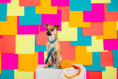 Load image into Gallery viewer, Beau Rope Dog Leash
