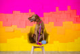 Load image into Gallery viewer, Roxy Rope Dog Leash
